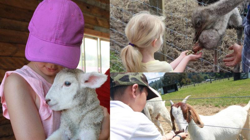 Discover New Zealand's iconic working farm life with an exciting visit to the Rotorua Heritage Farm - an essential Kiwi experience and a must do for visitors and locals alike!